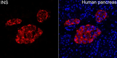 Anti-Insulin antibody used in IHC (Paraffin sections) (IHC-P). GTX64334