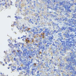 Anti-STAT1 antibody used in IHC (Paraffin sections) (IHC-P). GTX64344
