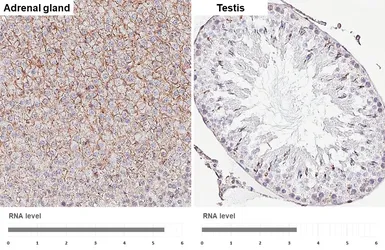Anti-Flotillin 1 antibody [HL4250] used in IHC (Paraffin sections) (IHC-P). GTX643486