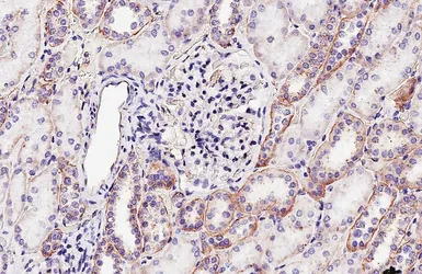Anti-Flotillin 1 antibody [HL4250] used in IHC (Paraffin sections) (IHC-P). GTX643486