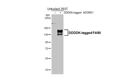 Anti-F4/80 antibody [HL4272] used in Western Blot (WB). GTX643508