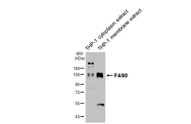 Anti-F4/80 antibody [HL4272] used in Western Blot (WB). GTX643508