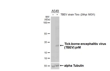 Anti-Tick-borne encephalitis virus (TBEV) prM protein antibody [HL4295] used in Western Blot (WB). GTX643535