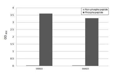 Anti-SMAD2 / SMAD3 (phospho Thr8) antibody [HL4326] used in  (). GTX643573