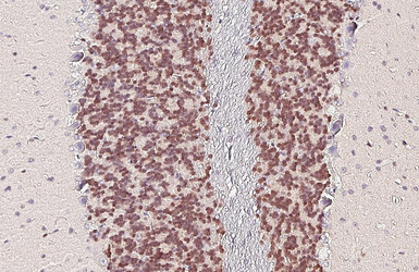 Anti-NeuN antibody [HL2194-MS] used in IHC (Paraffin sections) (IHC-P). GTX643583