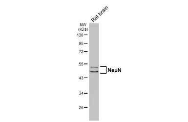 Anti-NeuN antibody [HL2550-MS] used in Western Blot (WB). GTX643584