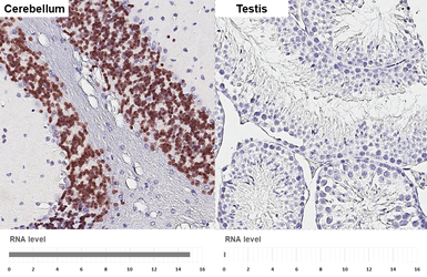 Anti-NeuN antibody [HL2550-MS] used in IHC (Paraffin sections) (IHC-P). GTX643584