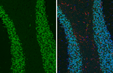 Anti-NeuN antibody [HL2550-MS] used in IHC (Paraffin sections) (IHC-P). GTX643584