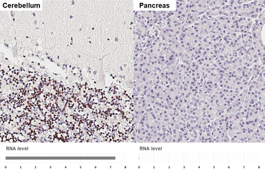 Anti-NeuN antibody [HL2550-MS] used in IHC (Paraffin sections) (IHC-P). GTX643584