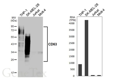 Anti-CD63 antibody [HL4361] used in Western Blot (WB). GTX643611
