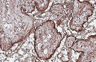 Anti-CD63 antibody [HL4361] used in IHC (Paraffin sections) (IHC-P). GTX643611