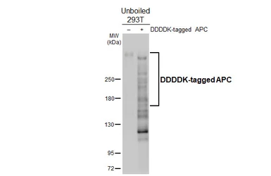 Anti-APC antibody [HL4363] used in Western Blot (WB). GTX643613