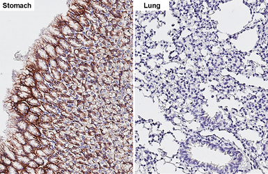Anti-Claudin 18.2 antibody [GT206] used in IHC (Paraffin sections) (IHC-P). GTX643617