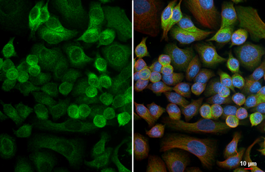 Anti-Inhibin beta B antibody [HL4390] used in Immunocytochemistry/ Immunofluorescence (ICC/IF). GTX643647