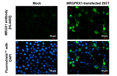 Anti-MRGX1 antibody [HL4402] used in Immunocytochemistry/ Immunofluorescence (ICC/IF). GTX643659