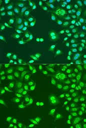 Anti-NuMA antibody used in Immunocytochemistry/ Immunofluorescence (ICC/IF). GTX64368