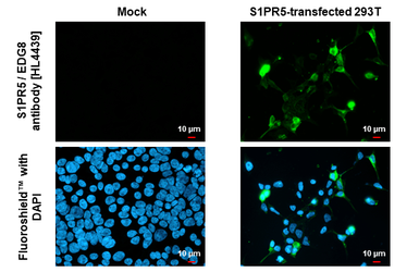 Anti-S1PR5 / EDG8 antibody [HL4439] used in Immunocytochemistry/ Immunofluorescence (ICC/IF). GTX643728