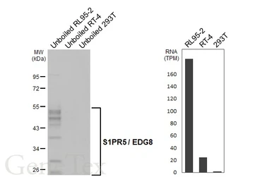 Anti-S1PR5 / EDG8 antibody [HL4441] used in Western Blot (WB). GTX643730