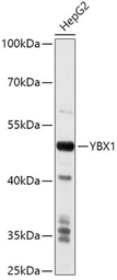 Anti-YB1 antibody used in Western Blot (WB). GTX64401