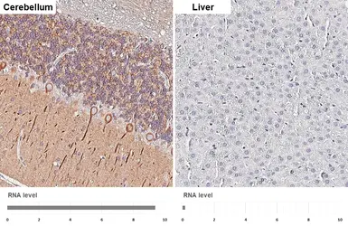 Anti-SLC38A1 antibody [HL4453] used in IHC (Paraffin sections) (IHC-P). GTX644018