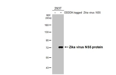Anti-Zika virus NS5 protein antibody [HL4455] used in Western Blot (WB). GTX644020