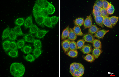 Anti-APC antibody [HL4473] used in Immunocytochemistry/ Immunofluorescence (ICC/IF). GTX644038