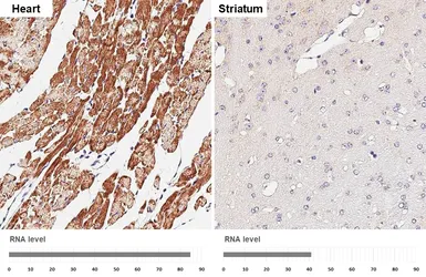 Anti-VDAC2 antibody [HL4477] used in IHC (Paraffin sections) (IHC-P). GTX644044
