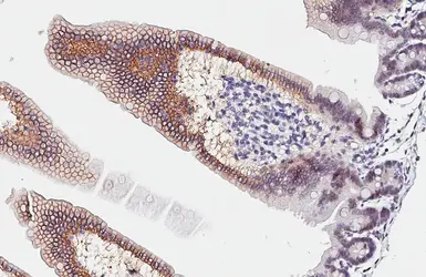 Anti-Oxytocin antibody [HL4492] used in IHC (Paraffin sections) (IHC-P). GTX644059