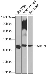 Anti-n-Myc antibody used in Western Blot (WB). GTX64413