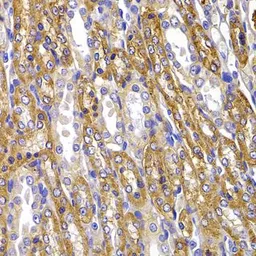 Anti-Sodium/Potassium ATPase alpha 1 antibody used in IHC (Paraffin sections) (IHC-P). GTX64425