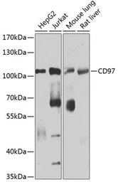 Anti-CD97 antibody used in Western Blot (WB). GTX64426