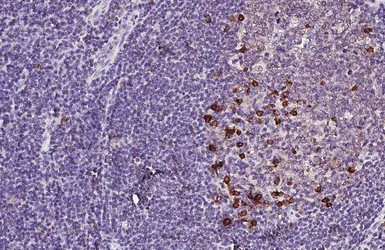 Anti-ARL5A antibody [HL4602] used in IHC (Paraffin sections) (IHC-P). GTX644466