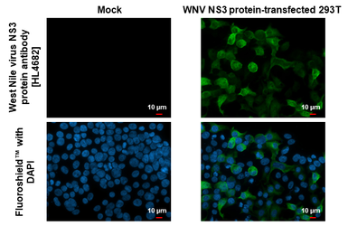 Anti-West Nile virus NS3 protein antibody [HL4682] used in Immunocytochemistry/ Immunofluorescence (ICC/IF). GTX644683