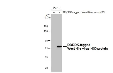 Anti-West Nile virus NS3 protein antibody [HL4682] used in Western Blot (WB). GTX644683