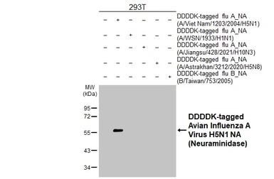 Anti-Avian Influenza A virus H5N1 NA (Neuraminidase) antibody [HL4722] used in Western Blot (WB). GTX644726