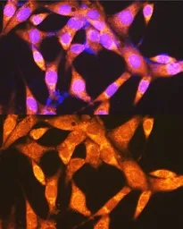 Anti-PCK2 antibody used in Immunocytochemistry/ Immunofluorescence (ICC/IF). GTX64476