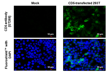 Anti-CD5 antibody [GT269] used in Immunocytochemistry/ Immunofluorescence (ICC/IF). GTX644786