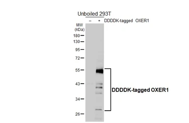 Anti-OXER1 antibody [HL4831] used in Western Blot (WB). GTX644843