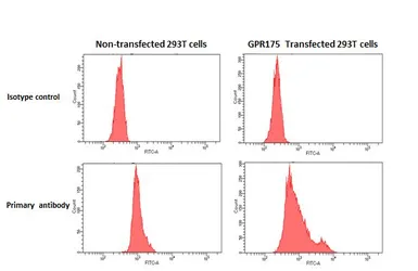 Anti-GPR175 antibody [HL4903] used in Flow cytometry (FCM). GTX644968