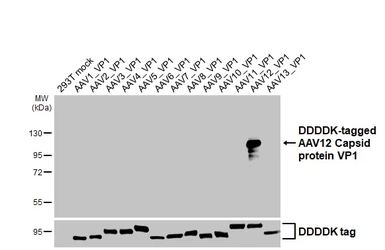 Anti-AAV12 Capsid protein VP1 + VP2 + VP3 antibody [HL4943] used in Western Blot (WB). GTX645016