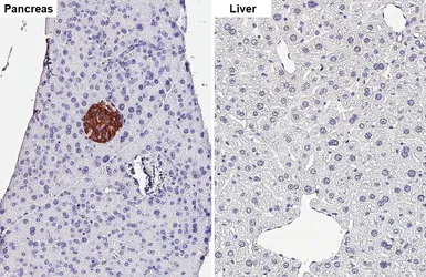 Anti-Amylin antibody [GT307] used in IHC (Paraffin sections) (IHC-P). GTX645033