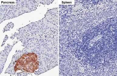 Anti-Amylin antibody [GT307] used in IHC (Paraffin sections) (IHC-P). GTX645033