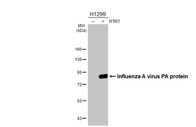 Anti-Influenza A virus PA protein antibody [HL4953] used in Western Blot (WB). GTX645039