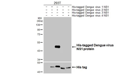 Anti-Dengue virus NS1 protein antibody [HL4997] used in Western Blot (WB). GTX645090