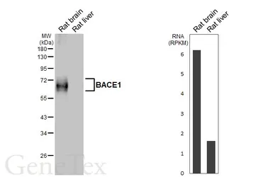 Anti-BACE1 antibody [HL5067] used in Western Blot (WB). GTX645257