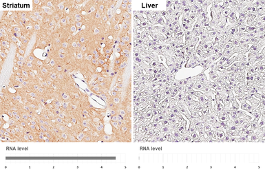 Anti-MCH-1R antibody [HL5082] used in IHC (Paraffin sections) (IHC-P). GTX645272