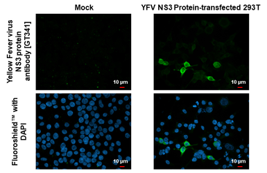 Anti-Yellow Fever virus NS3 protein antibody [GT341] used in Immunocytochemistry/ Immunofluorescence (ICC/IF). GTX645370