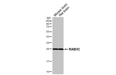 Anti-RAB3C antibody [HL5239] used in Western Blot (WB). GTX645495