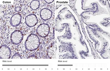Anti-CD7 antibody [HL5248] used in IHC (Paraffin sections) (IHC-P). GTX645504