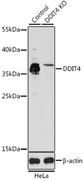 Anti-REDD1 antibody used in Western Blot (WB). GTX64553